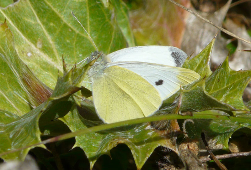 Pieris mannii?